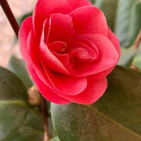 “l' Angolo Dei Sogni” Казале-Монферрато